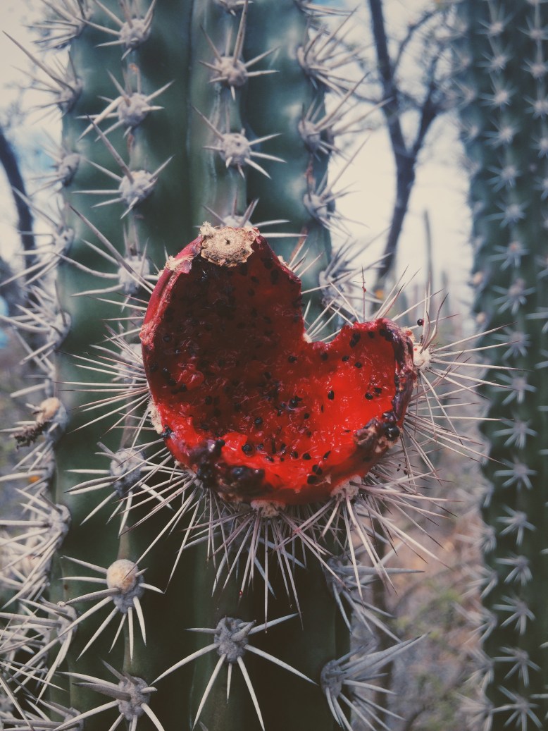 Blooming cacti