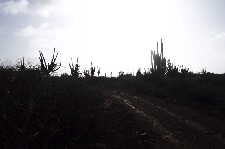 A trail through Aruba’s desert landscape.